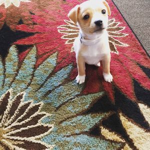 Meet your Posher, Roche